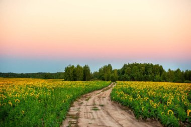 Çiçek açan ayçiçeği tarlaları ve yumuşak pembe günbatımı arasında toprak yol