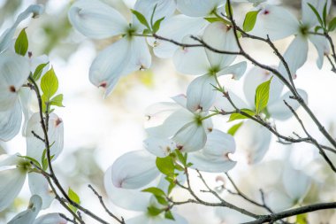 Narin bir bahar ağacı dallarında büyük beyaz çiçekler açar. Dogwood ağacından büyük beyaz çiçekler. Doğal bahar Paskalya arka planı. 
