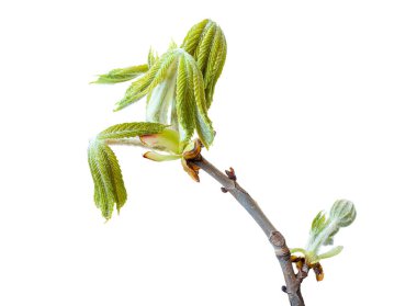 branch with young new opening leaves of chestnut in early spring. Isolated on white background.  clipart