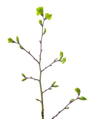 a branch with green buds. spring awakening of nature. Isolated on white background.  clipart