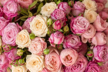  Beyaz ve pembe, narin soluk renkli birçok gül üst bir manzaradır.. 