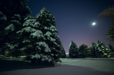 İyi geceler kış fotoğrafı. Karla kaplı köknar ağaçları yıldızlı gökyüzünün altında bir açıklıkta.