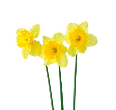 Üç tane parlak sarı nergis çiçeği. Beyaz arkaplanda izole.