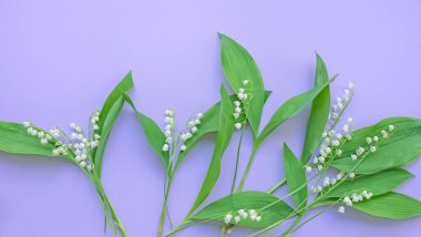  Leylak arkaplanındaki vadi çiçekleri zambağı. İlkbahar, Paskalya arkaplanı. Üst Manzara. Boşluğu kopyala 