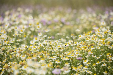 İnanılmaz güzel yemyeşil papatyalar ve diğer kır çiçekleri güneşli bir günde çayırda.