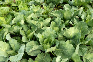 Lahanalı yataklar. Doğal sebzeler yetiştiriyor.