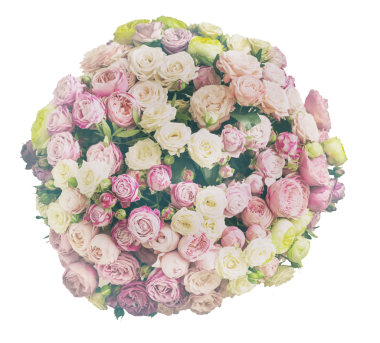 Bir top şeklinde beyaz ve pembe renkli bir sürü gül. Büyük yuvarlak solgun gül buketi. Üst Manzara. Beyaz arka planda izole edilmiş. Şeffaf olarak izole edilmiş. png biçimi. Eski tarz