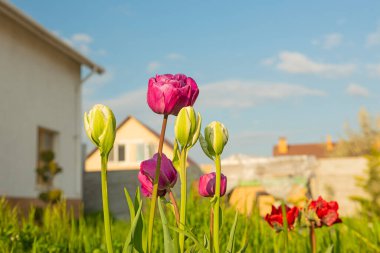 beautiful flowers tulips grow near the house on a sunny day. clipart