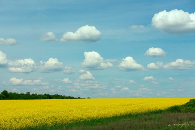 Parlak sarı kolza tohumu ve güzel bulutlarla güneşli bahar manzarası