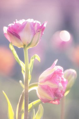 delicate double tulips with pink-cream petals. The background is blurred, with beautiful highlights, creating a warm and romantic atmosphere. Flowers are illuminated by soft sunlight clipart