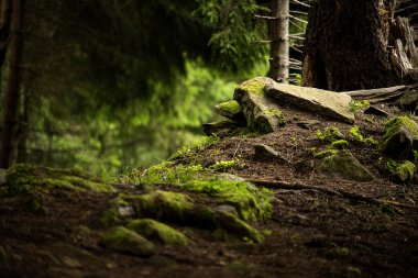 Taşları ve pürüzleri olan koyu ladin ormanları. mistik kasvetli atmosfer