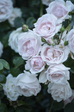 Soluk gül çalısı. Sakin ışık. Doğal çiçek arkaplanı..