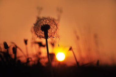 Gün batımında karanlık bir fotoğraf. Gökyüzünde kabarık tüylü karahindiba ile kırmızı güneş diskinin arka planında.