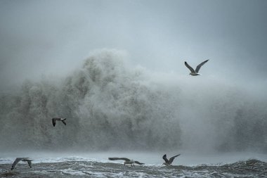 Büyük dalgalar ve martılar. Fırtına sırasında deniz. Bulutlu dramatik hava, sıçramalar, gri hava, doğanın gücü..