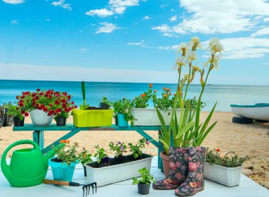 Saksıdaki çiçekler, parlak petunyalar sahildeki eski bir teknenin yanındaki farklı bahçe aksesuarları. bahar bahçıvanlığı süreci.