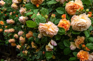 Çalıların üzerinde güzel turuncu güller. Yeşillik, eski tarz.