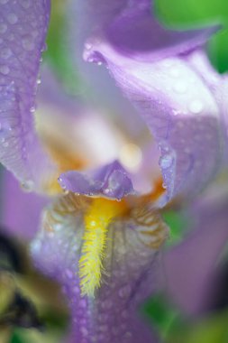 Leylak çiçeği yağmurdan sonra damlalar içinde. Yakın plan. Makro. seçici yumuşak odak.