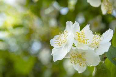 Tüm mevsim bahçesinde, yağmur damlalarında dallardaki narin beyaz çiçekler. Portakalla mı yasemin mi?