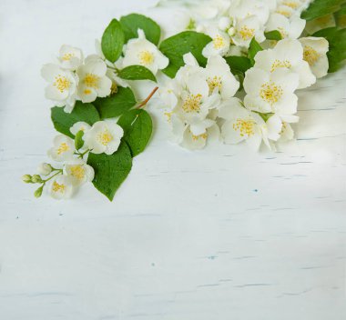 Kırık arka planda beyaz yasemin çiçekleri olan bir dal. Boşluğu kopyala