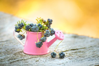 Tahta arka planda yabanmersini dalları olan küçük bir bahçe sulama kutusu. boş alan