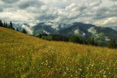 Dağlarda çiçek açan çayırların olduğu yaz manzarası.
