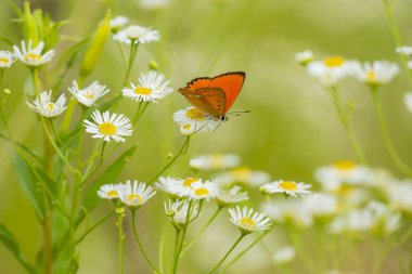 Çayırdaki sevimli kır çiçeklerinin üzerinde parlak turuncu kelebek. Hassas fotoğraf. Kuyruk.