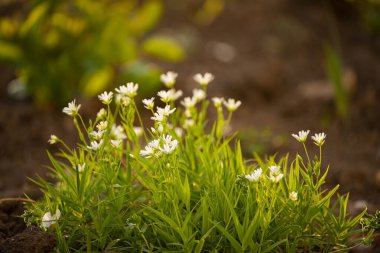 İlkbaharda ormandaki küçük şirin beyaz çiçekler...
