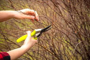 Bir bahçıvanın elleri parlak sarı saplı makaslarla dalları buduyor. Bahar bahçesi bakımı, ağaç bakımı ve bitki budama konsepti. Yakın plan çekim, doğal arka plan..