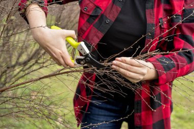 Bir bahçıvanın elleri parlak sarı saplı makaslarla dalları buduyor. Bahar bahçesi bakımı, ağaç bakımı ve bitki budama konsepti. Yakın plan çekim, doğal arka plan..