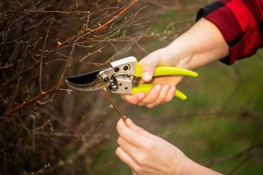 Bir bahçıvanın elleri parlak sarı saplı makaslarla dalları buduyor. Bahar bahçesi bakımı, ağaç bakımı ve bitki budama konsepti. Yakın plan çekim, doğal arka plan..