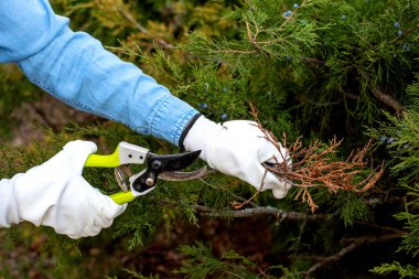 Bahçıvan kız kozalaklı ağaç dalları buduyor. Parlak sarı saplı makaslı ardıç ağacı. Bahar bahçesi bakımı, ağaç bakımı ve bitki budama konsepti. Yakın plan çekimler, doğal arka plan çekimleri.