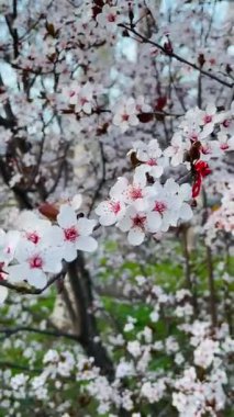 Kirazdan narin dallar ve çiçekler arasında kırmızı ve beyaz ipliklerden yapılmış bir martenitsa. Mertishor - baharın sembolü
