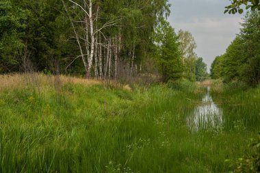 Taze yeşil yaprakları ve küçük, sessiz bir nehrin kenarında duran uzun huş ağaçları olan sakin bir bahar ormanı. Sahne, dokunulmamış doğanın güzelliğini ve baharın narin uyanışını yakalar.