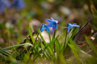  Narin Sibirya Squill 'i (Scilla Siberica) ilkbaharın başlarında çiçek açıyor. Yumuşak odaklı doğal ormandaki taze yeşil çimlerin arasında parlak mavi çiçekler.