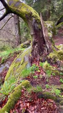 Büyülü bir ormanlık alandaki yosun kaplı kayaların ve antik ağaçların arasında dolanan dar orman yolu. Büyüleyici peri masalı atmosferi. Bavyera, Almanya.