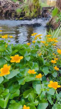 Baharda bir orman deresinin yanında çiçek açan sarı kadife çiçekleri (Caltha palustris). Almanya, Bavyera 'da taze doğal manzara. Huzurlu vahşi doğa ve canlı mevsimsel güzellik.
