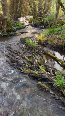 Ağaç kökleri arasında akan küçük bir orman deresi ve huzurlu bir ormanlık alanda yosun. Doğal sakin sahne, el değmemiş vahşi doğa, eko-turizm ve çevre güzelliği kavramları için mükemmel..