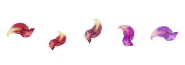 Lale yaprakları hafifçe soluyor. Solan güzelliğin, duygusal çöküşün ve zamanın geçişinin sembolü. Kavramsal görüntü. Beyaz arka planda izole edilmiş. Şeffaf arkaplanda izole edilmiş. PNG 