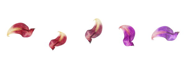 Lale yaprakları hafifçe soluyor. Solan güzelliğin, duygusal çöküşün ve zamanın geçişinin sembolü. Kavramsal görüntü. Beyaz arka planda izole edilmiş. Şeffaf arkaplanda izole edilmiş. PNG 