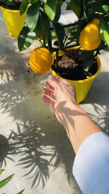 Bir kadının eli, güneşli bir seranın içinde parlak sarı tencerelerde büyüyen olgun limonlara nazikçe dokunur. Taze narenciye, canlı yeşillik ve tropikal atmosfer..