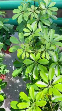 Yeşil Schefflera ve Araucaria sıraları parlak bir seranın içinde saksılarda bitki yetiştiriyor. Yeşillik, tropikal atmosfer ve canlı doğal güzellik..
