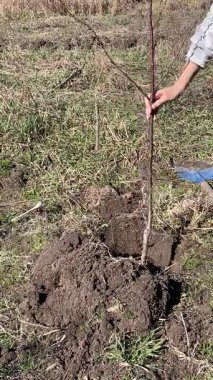 Gerçek hayat anı: bir kadın açık araziye genç bir ağaç diker, çevresel bakımı ve sürdürülebilir yaşamı teşvik eder. Doğayı koruma ve büyümenin otantik sahnesi.