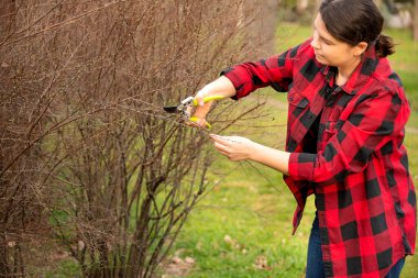 Kırmızı ekose gömlekli bir kadın baharın başında bahçe makası ile çalılardan kuru dallar buduyor. Bahçe işleri, açık hava aktiviteleri ve bitki bakımı..