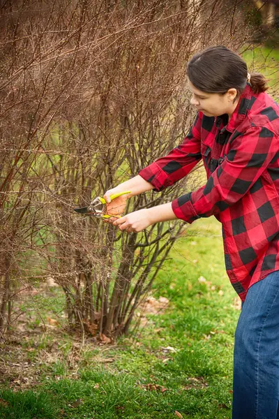 Kırmızı ekose gömlekli bir kadın baharın başında bahçe makası ile çalılardan kuru dallar buduyor. Bahçe işleri, açık hava aktiviteleri ve bitki bakımı..