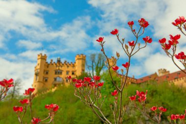 Güney Bavyera 'daki Hohenschwangau Kalesi, Almanya. Mavi gökyüzüne karşı ön planda parlak kırmızı bahar çiçekleri. Avrupa 'da romantik seyahat merkezi.