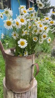  Köy bahçesinde bir buket çiçekle paslı bahçe sulama kutusu bahçede kayalık bir patikada tekir kedi. Basit kırsal yaşam. Sakin yaz günü