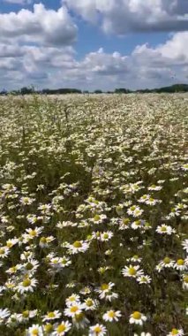 Güneşli bir günde, çiçeklerle ve papatyalarla dolu yemyeşil bir arazi. Ormanın kenarında bulutlar ve mavi gökyüzü.
