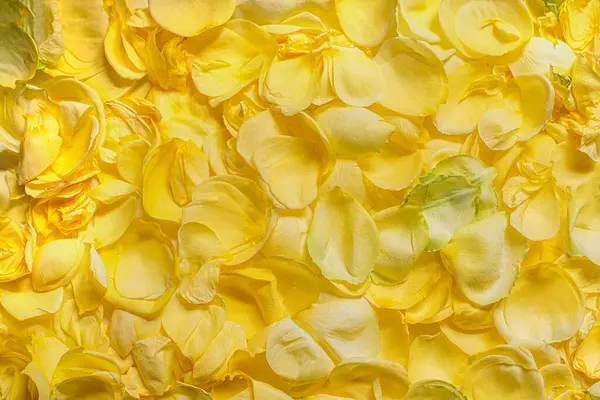 Yumuşak sarı gül yapraklarından düz bir zemin. Romantik tasarımlar, spa temaları, güzellik ürünleri ya da bahar ve yaz promosyonları için mükemmel parlak, narin desen..