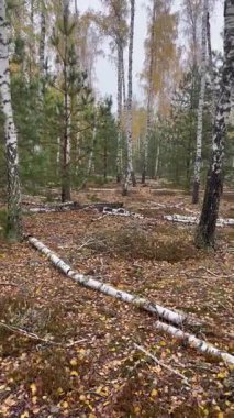 Bulutlu gökyüzünün altında sessiz bir sonbahar ormanı. Altın yapraklar zemini kaplıyor, yumuşak doğal ışıkta sakin ve karamsar bir mevsimlik atmosfer yaratıyor..