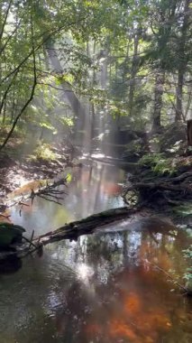Maine, ABD 'deki Misty Forest Creek. Güneş ışınları yoğun ağaçların arasından süzülür ve akarsu yavaşça sis perdesinin altından akar. Sihirli, gizemli ve sakin vahşi doğa sahnesi.